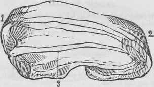 Sirloin Of Beef
