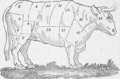 The method of dividing an Ox for the table, in England