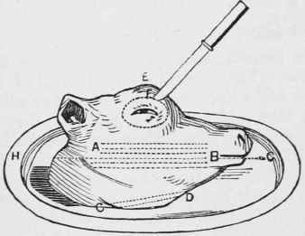 Calf's head for carving.