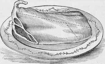 SADDLE OF MUTTON.
