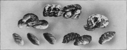 Rolls, Pretzels, Coffee Cake, Etc. (Directions for Making, see Page 157 158 161).