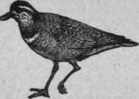 Plover   Pluvier.