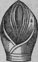 The Imperial Crown 136