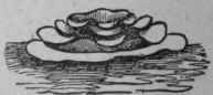 The Victoria Regia 111