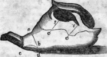 10-Leg-Of-Mutton-15
