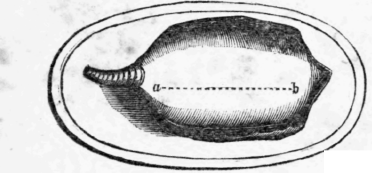 7-Saddle-Of-Mutton-12