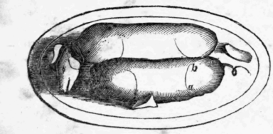 8-Pig-13