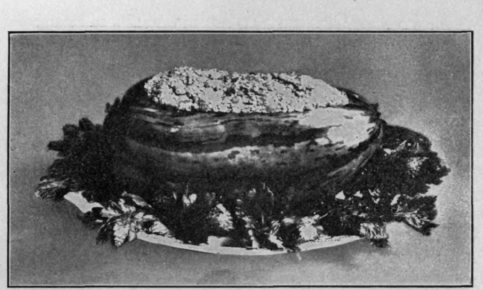 Steamed Squash in Shell. Recipe on Page 335.