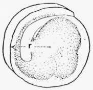 Diagram C