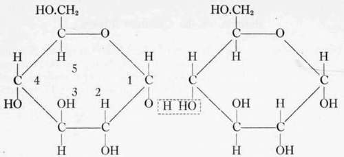 The union of two a glucopyranose units gives a maltose
