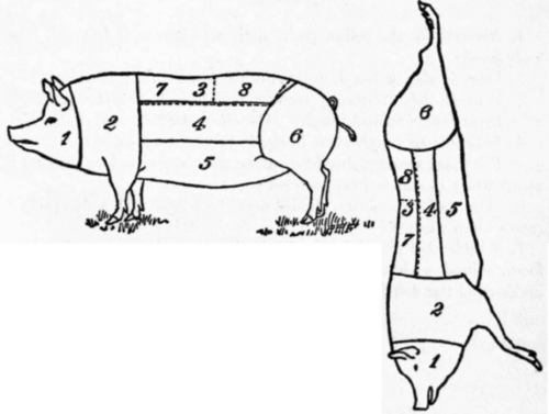 Lamb 43