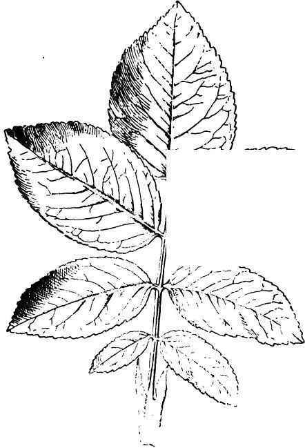 7 Foliolate Leaf