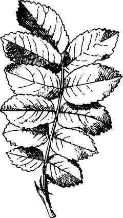 Foliolate Leaf.