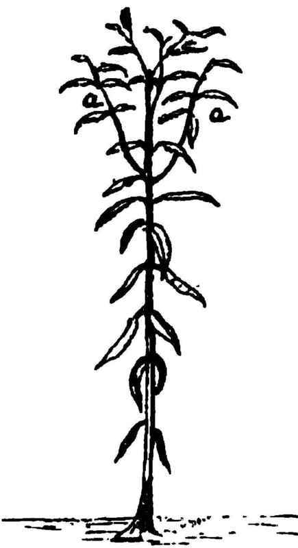 Peach Growing In The Cold North 51