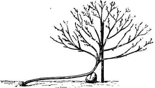 Peach Growing In The Cold North 52