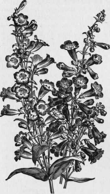Garden Pentstemon.