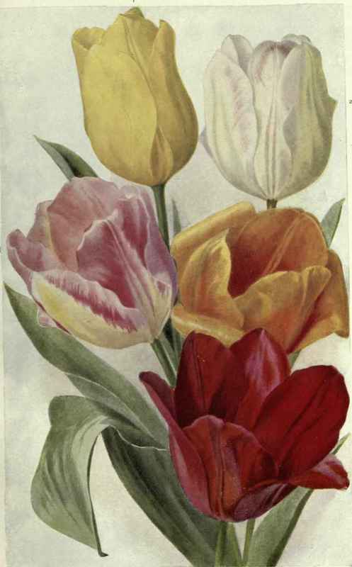 TULIPS.
