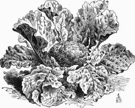 Fig. 464. Broccoli Purple Cape.