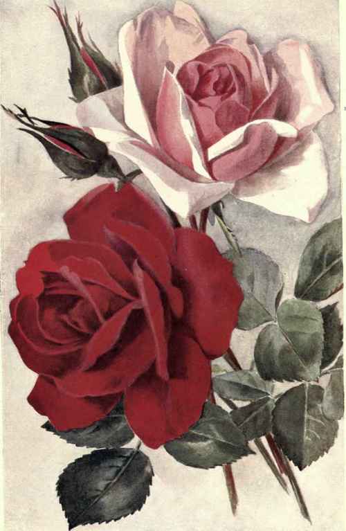 HYBRID TEA ROSES.