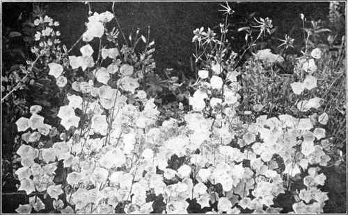 Campanula Pyramidalis.