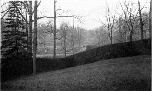 Hemlock Hedge.