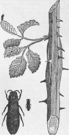 A beetle borer and its work.