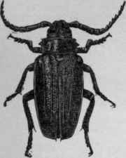 A beetle, showing the different parts.