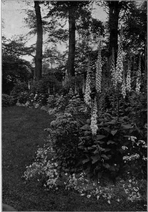 A border of dianthus and digitalis.
