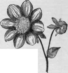 A broad rayed single dahlia. (X 1/2)