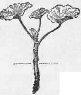 A geranium cutting.