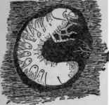 A grub. Larva of a beetle.