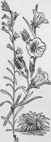 A narrow flowered form of Campanula persicifolia.