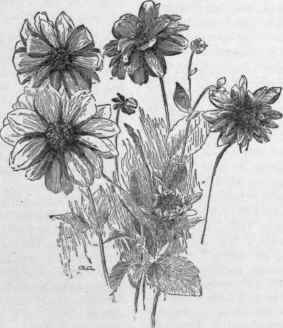 A semi double form of dahlia.