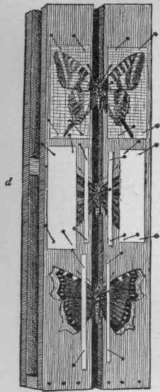 A spreading board for drying soft winged insects.