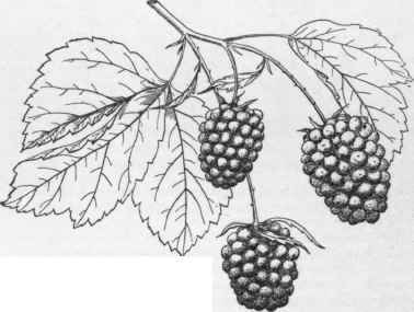 Battel dewberry. (X 1/2)