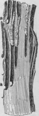 Burrows of an apple tree borer. The holes at a show