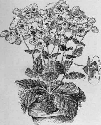 Calceolaria herbeohybrida.