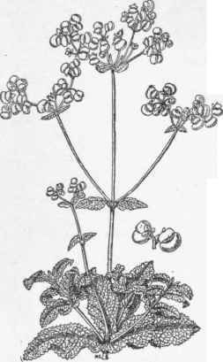 Calceolaria integrifolia variety viscosissima. (x 1/3)