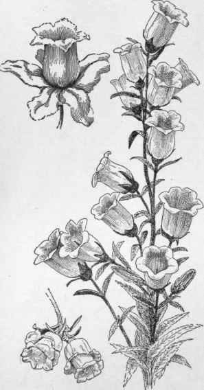 Campanula Medium, the Canterbury Bell. Modified forms are shown.
