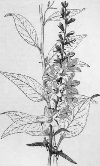 Campanula rapunculoides. (X 5/8)