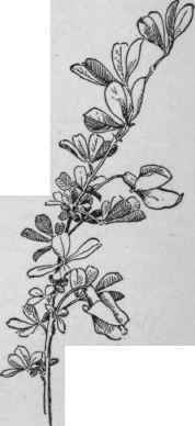 Caragana frutex. (X 1/2)