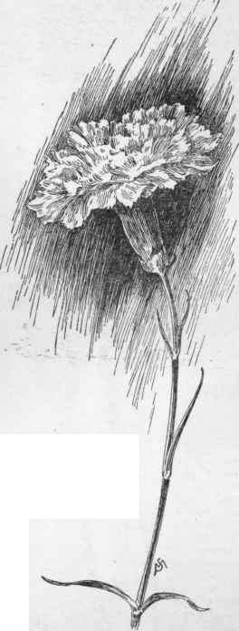 Carnation, Little Gem. A striped flower.