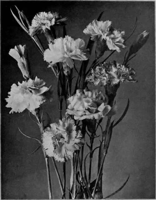 Carnations.   Types of the American winter flowering varieties. (Half size.)