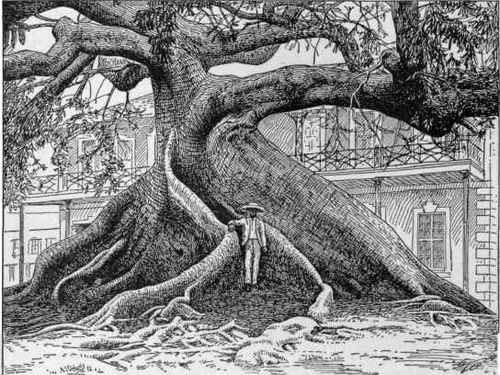 Ceiba Casearia, the great silk cotton tree at Nassau.