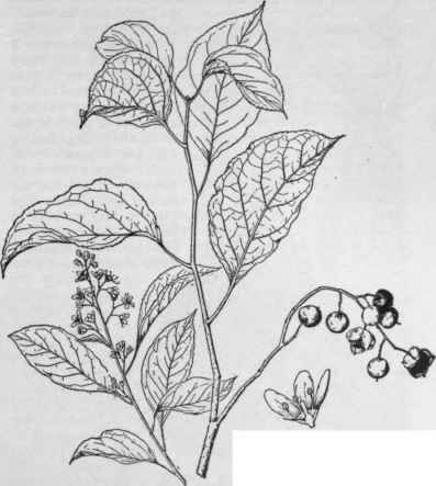 Celastrus scandens. (X 1/2)