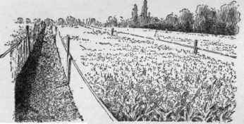 Celery planted thick, and the patch edged with boards. The new celery culture.
