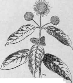 Cephalanthus occidentalis. (X 1/3)