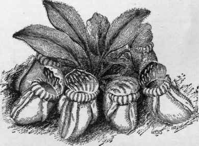 Cephalotus follicularis.