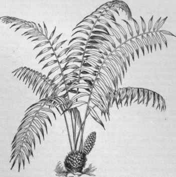 Ceratozamia mexicana.   Young plant (fertile).