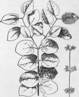 Cercidiphyllum japonicum. (X 1/3)